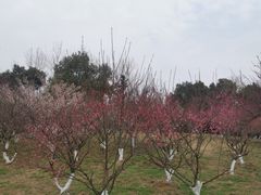 -大蜀山国家森林公园