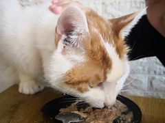 -平行世界·猫咖(首经贸店)
