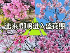 -天适樱花悠乐园