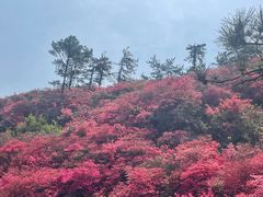 -木兰云雾山