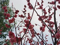 -三垟湿地