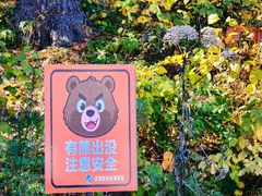 -五营红松林海景区