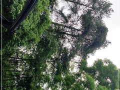 -缙云山景区