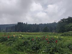 -武陵山森林公园