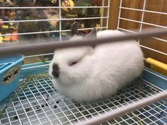 -宠物兔专门店(天丰利市场店)