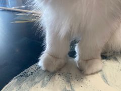 -瞄一喵猫咖(格力海岸店)