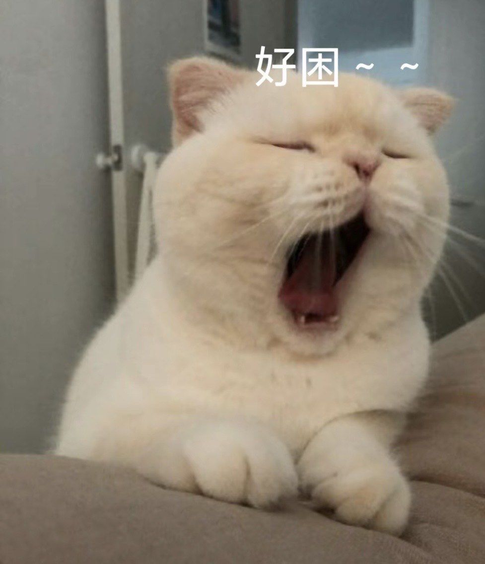 谁能拒绝傻憨憨的小猫咪 #表情包