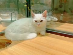 -袖虎·猫馆(体育西路店)