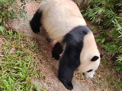 -广州动物园