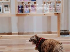 -猫的天空之城概念书店(杭州南宋御街店)