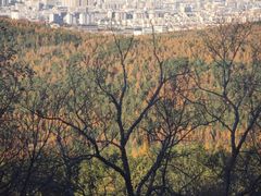 -帽儿山国家森林公园