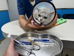 -康爱犬猫诊所·牙专科·骨外科·影像内科(丰宁店)