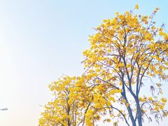 -洲头咀公园