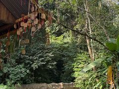 -莫里热带雨林景区