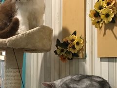 -猫小院猫主题咖啡厅(北锣店)
