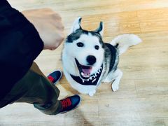 -Husky Go! 哈士奇体验馆·宠物咖啡厅狗咖