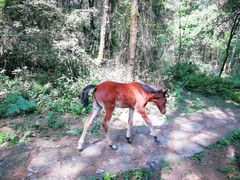-铁山坪森林公园