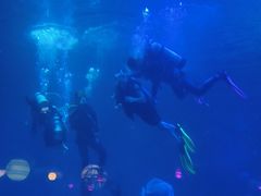 -烟台海昌鲸鲨海洋公园