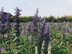 -广东花都香草世界旅游度假区