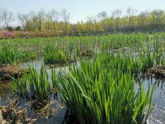 -大兴滨河森林公园