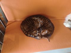 -豆逗聊愈猫阁Easy Life