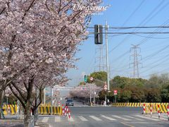 -高东镇樱花园