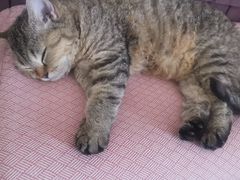 -中农国际动物医院24小时·猫科·骨科·急重症中心