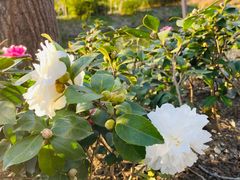 -合肥滨湖国家森林公园