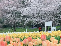 -苏州上方山国家森林公园