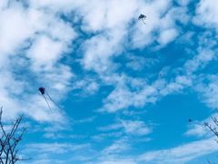 -春花秋色城市公园