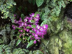 -新加坡植物园