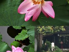-上海醉白池公园