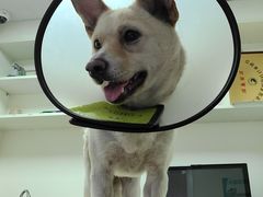 -安安宠医·安宠宠物医院