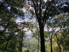 -黄埔油麻山森林公园