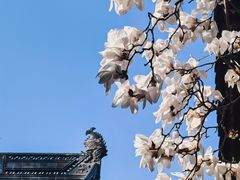 -灵谷景区