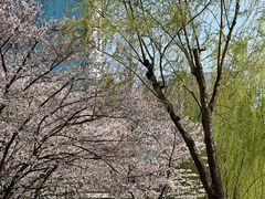 -西北湖绿化广场