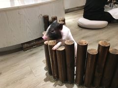 -浣熊柯尔鸭土拨鼠·电玩咖