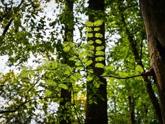 -上海共青森林公园