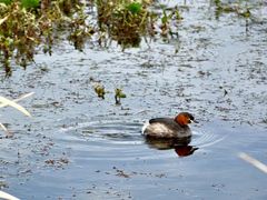 -洱海月湿地公园