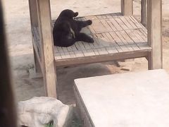 android_upload_pic-石家庄市动物园