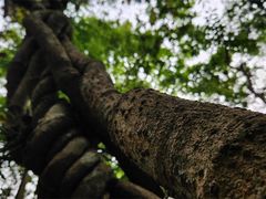 -中国科学院西双版纳热带植物园