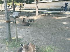 -奈良公园