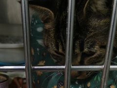 -爱佳宠物中心医院24H·CT·骨外科·猫专科(瑶海万达店)