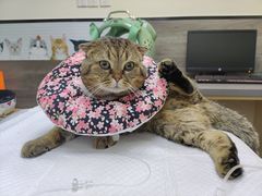 -爱侣宠医·鹦鹉专科·小型哺乳类·异宠专科(灵石路店)