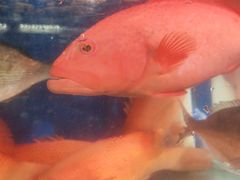 -岳各庄批发市场(西四环中路店)