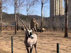 -大连森林动物园