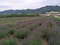 -曲江薰衣草庄园