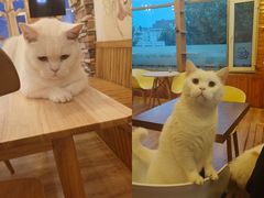 -猫的茶·猫咖