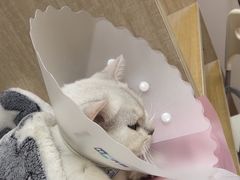 -北京观赏动物医院·24小时大型综合·猫专科·异宠专科