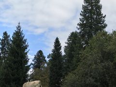 -新疆那拉提国家旅游度假区